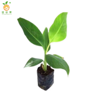 廷豪果 芭蕉盆栽 高50-60公分 /棵