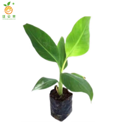 廷豪果 芭蕉盆栽 高50-60公分 /棵