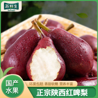 托盘装[苏鲜生]陕西红啤梨净重2.8斤当季水果梨子新鲜红皮彩虹香软糯梨太婆啤酒梨整箱