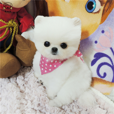 麦比佳 狗狗活体 纯种博美犬幼犬 活体宠物狗狗哈多利系球体博美狗 玩具型博美犬茶杯犬 长不大博美日系俊介犬