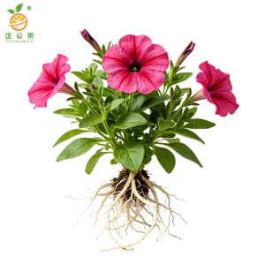 廷豪果 时令草花宿根草花 THG-CH002 棵