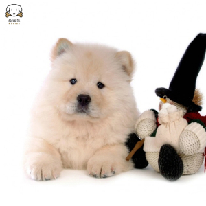 麦比佳 松狮犬幼犬 松狮狗狗活体 纯种双血统大骨架大肉嘴松狮狗赛级面包嘴中大型家庭犬米白色黄色黑色 视频挑选