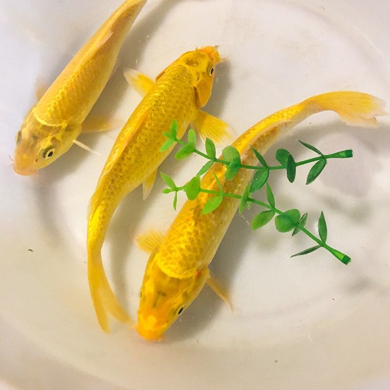 冷水锦鲤黑金白金黄锦龙凤招财黑鱼金鱼活体直销批发镇宅 黄金18-20cm