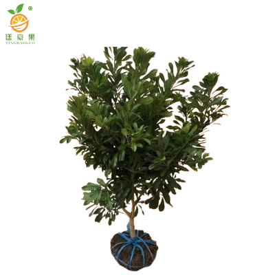 廷豪果 杨梅树 5年苗高60公分 /棵