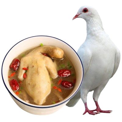 赛卡伊 新鲜乳鸽3只土鸽子农家散养老鸽子放飞活体乳鸽子肉鲜现杀煲汤