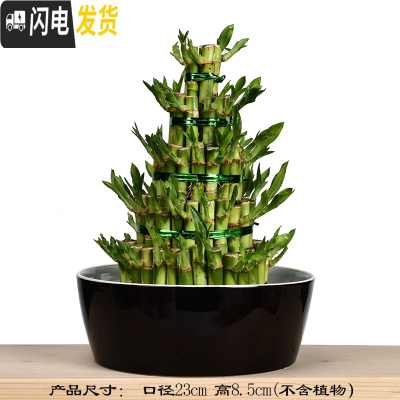 三维工匠水仙花盆铜钱睡莲碗莲荷花多肉水培花盆容器无孔陶瓷特大号 W94无孔 中等