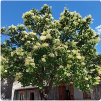 诚智旺 暴马丁香 4公分粗/棵