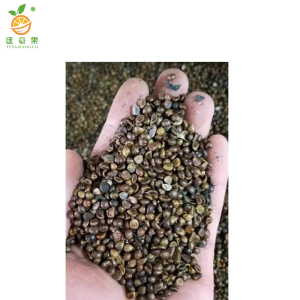 廷豪果 五叶爬山虎种子 净籽 /千克