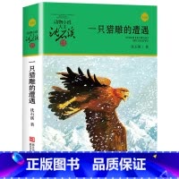 一只猎雕的遭遇 [正版]完整版一只猎雕的遭遇全本沈石溪的图书籍动物小说大王品藏系列小学生四五六年级儿童文学作品珍藏大全全