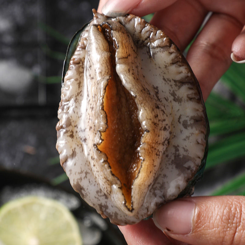 东山大新鲜鲍鱼大个超大鲍鱼非小鲍鱼特大鲜活冻海产鲜鲍大连 [中鲍鱼