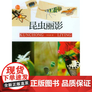昆虫丽影