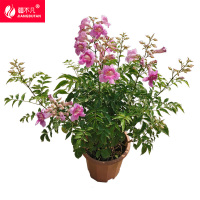 疆不凡 凌霄花 JBF-CJTZ171颗