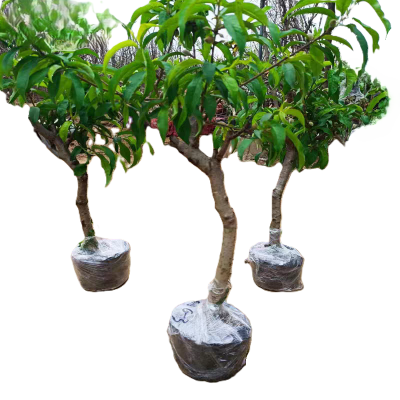 诚智旺 桃树 6公分 棵