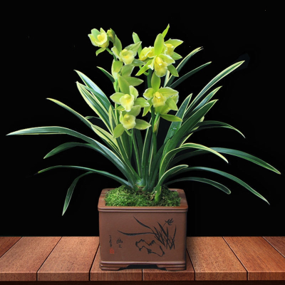 回固金边兰花苗带花苞浓香型室内金凤冠四季花卉植物盆栽观赏