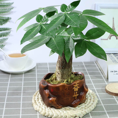 发财树盆栽陶瓷盆栽室内花卉土养盆景客厅绿植-发财树+奋斗陶瓷盆