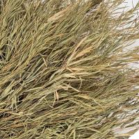 匹牧竹扫把4斤木柄竹枝单位:把