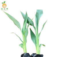 廷豪果 美人蕉 带盆 /盆