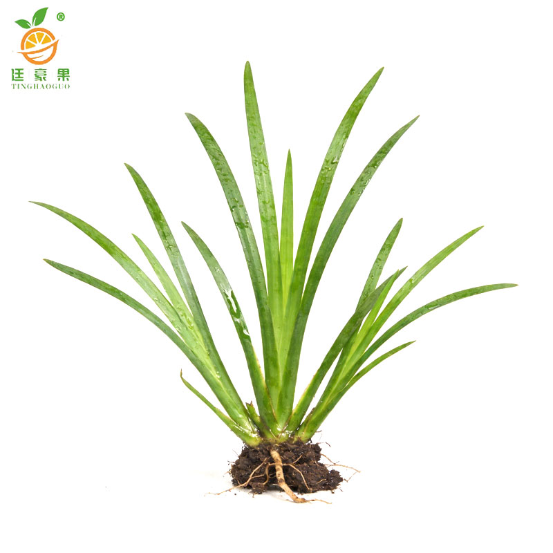 廷豪果 麦冬苗 高10cm 棵