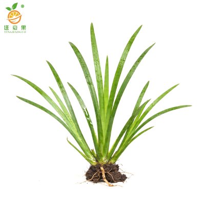 廷豪果 麦冬苗 高10cm 棵