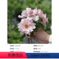 玫瑰时装17cm盆 含盆 [正版]月季花苗盆栽果汁阳台蓝色阴雨粉色龙沙宝石爬藤玫瑰花