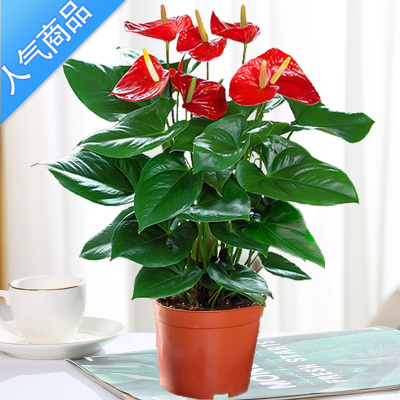 YICHENG白掌盆栽植物室内花卉好养水培一帆风顺大盆水养四季常青绿植