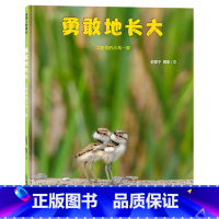 《勇敢地长大》精装 摄影科普故事绘本 [正版]勇敢地长大硬壳精装图画书一本关于金眶鸻的摄影科普故事绘本适合3岁以上幼儿