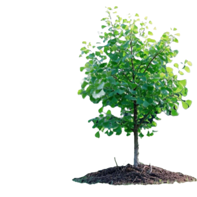 御恒泰 银杏树 10年生直径10-15cm 棵