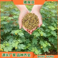 绿化猪屎豆 太阳麻种子 花坛造景 道路多年生护坡灌木种子 单位/1kg