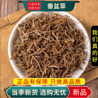 垂盆草100克正品狗牙草佛指甲瓜子狗牙瓣另售蒲公英9260