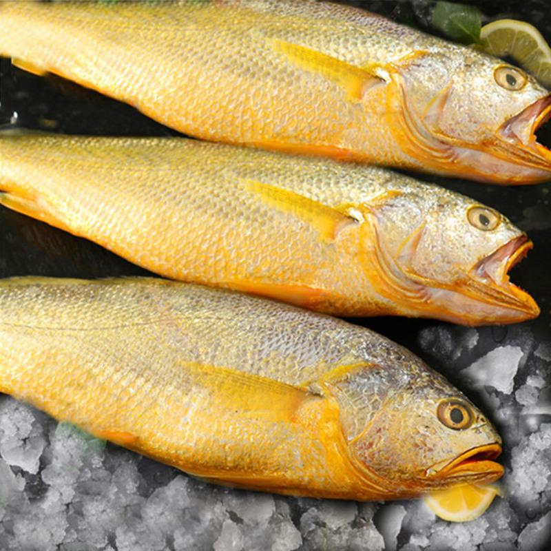 东海正宗国产深海精选大黄花鱼新鲜深水海捕特大号黄花鱼 正宗大黄鱼9