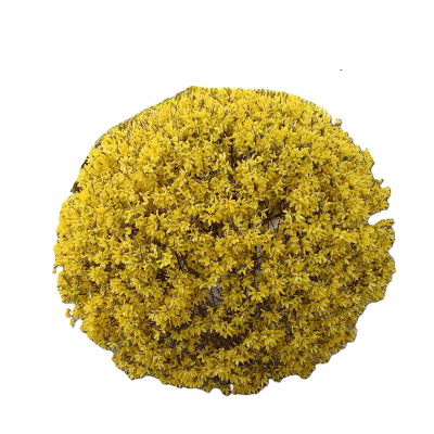 诚智旺 连翘球 冠幅80cm /棵
