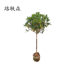 路轶森 八月桂直径 10cm 棵