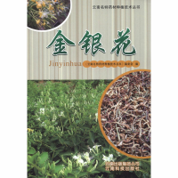 [M]金银花-9787541672965