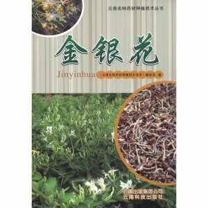 [M]金银花-9787541672965