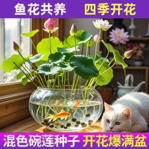 [补贴10%]碗莲种七彩五颜六色水培花卉水养四季莲花荷花种莲藕绿植水培莲子