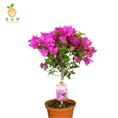 廷豪果 三角梅 高80cm /棵