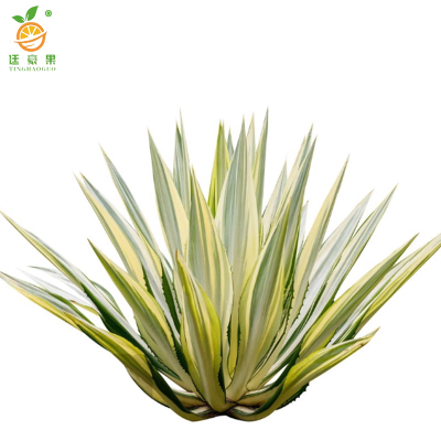 廷豪果 万年麻 高60-80cm /棵