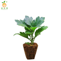 廷豪果 菊花 杯苗 /盆