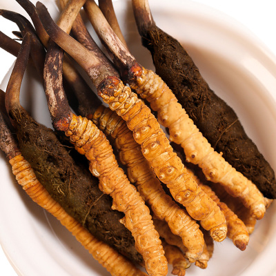 顺丰空运直达-色季拉新鲜冬虫夏草新鲜虫草高海拔虫草0.8克/根30根装