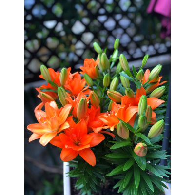 香水百合种子 香水百合种子推荐 苏宁易购