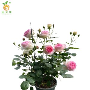 廷豪果 粉龙沙 4-6枝 /盆