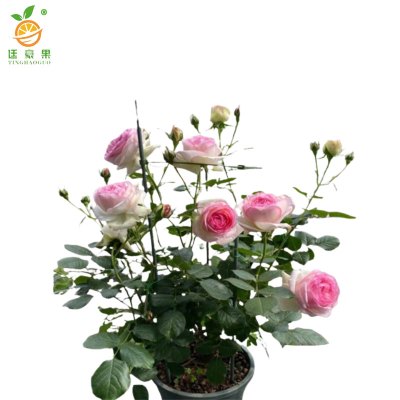 廷豪果 粉龙沙 4-6枝 /盆