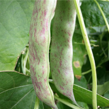 四角豆蔬菜图片 四角豆蔬菜图片大全 苏宁易购