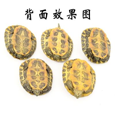 享弗小乌龟大红耳龟宠物龟龟苗金龟情侣龟水龟活物水族世界