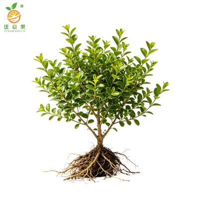 廷豪果 经济型绿篱 棵