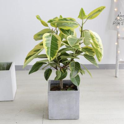 金榕盆栽室内客厅大型观叶植物北欧风净化空气绿植大型植物 黄金榕-0.
