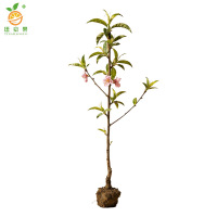 廷豪果 桃树苗观赏桃树 高80-120cm 棵