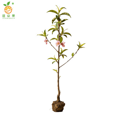 廷豪果 桃树苗观赏桃树 高80-120cm 棵