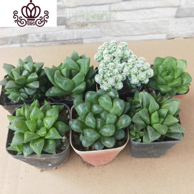 盆栽多肉植物含盆价格 盆栽多肉植物含盆最新报价 盆栽多肉植物含盆多少钱 苏宁易购