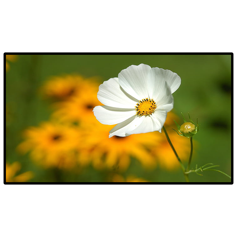 昌裕CY-MT4901B 49寸显示器显示屏